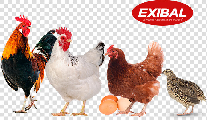 Bioseguridad En Granjas De Aves  HD Png DownloadTransparent PNG