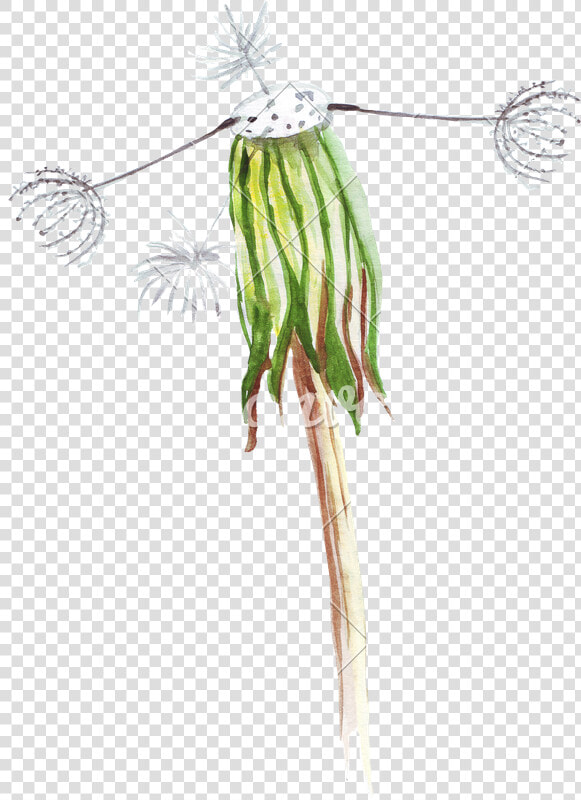 Hand Drawing Of Watercolor Pencil Wilted Dandelion   Wilted Dandelion Drawing  HD Png DownloadTransparent PNG