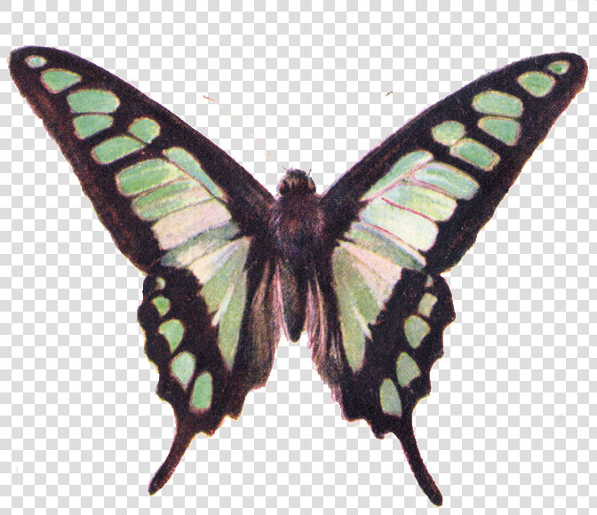 Free Clip Art Beautiful   Vintage Butterfly Clip Art  HD Png DownloadTransparent PNG