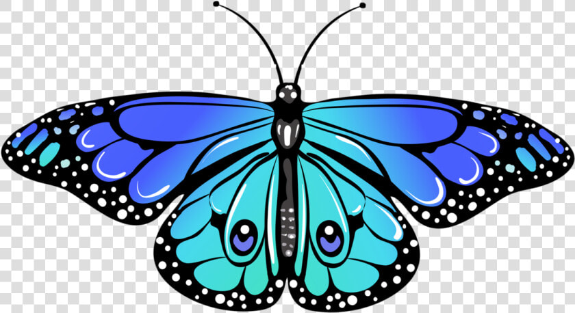 Limenitis  HD Png DownloadTransparent PNG