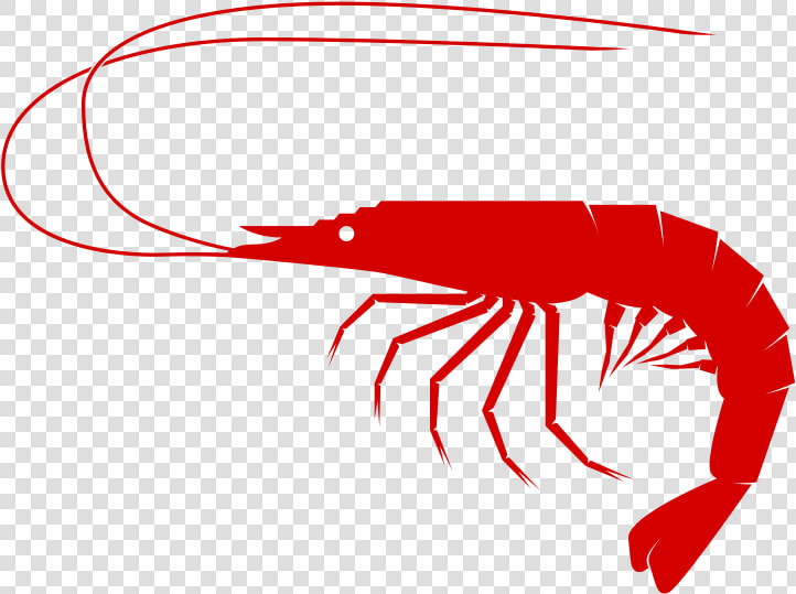 Shrimp To Use Download Png Clipart   Shrimp Clipart Png  Transparent PngTransparent PNG