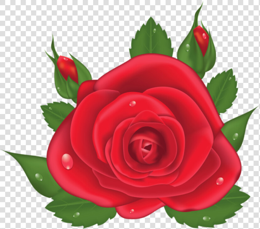 Rosa Vermelha 6   Rosa Vermelha Desenho Png  Transparent PngTransparent PNG