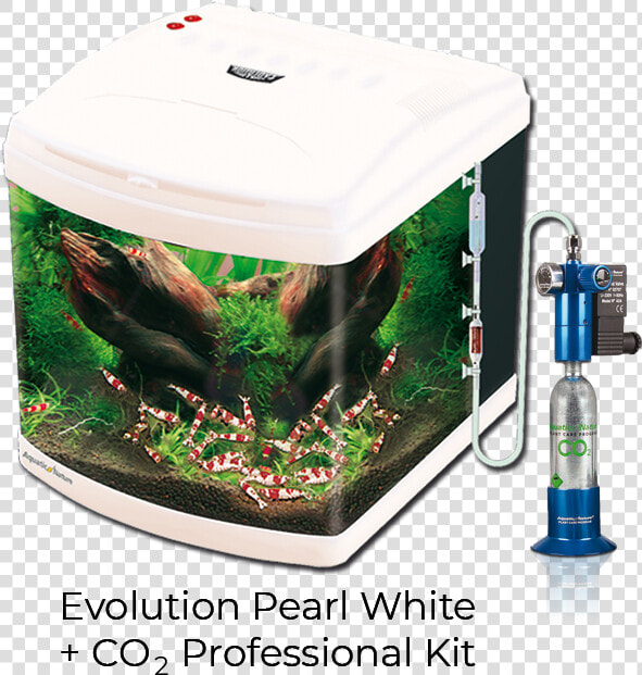 Evolution Pearl White   Aquarium  HD Png DownloadTransparent PNG