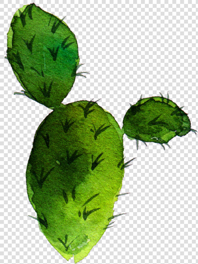 Cactaceae Barbary Fig Nopal  HD Png DownloadTransparent PNG