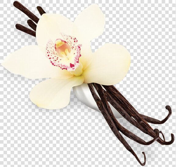 Vanilla Flower Png   Transparent Background Vanilla Png  Png DownloadTransparent PNG