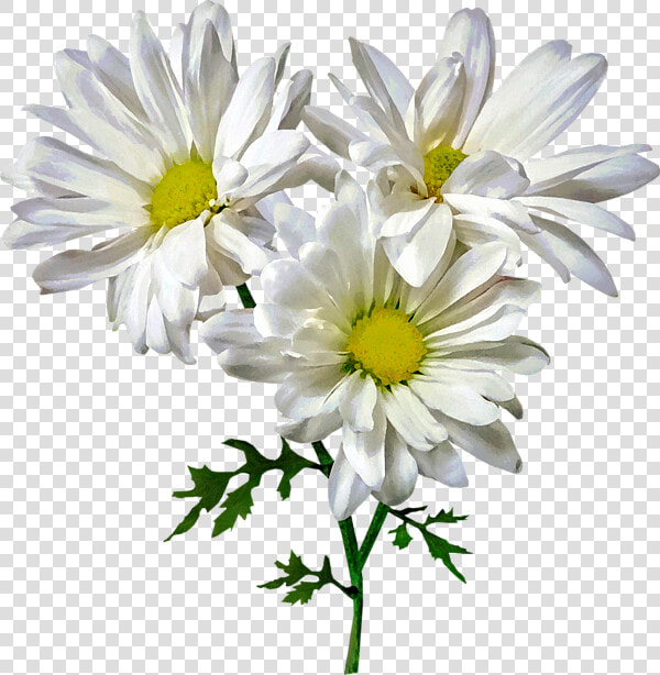 Oxeye Daisy  HD Png DownloadTransparent PNG