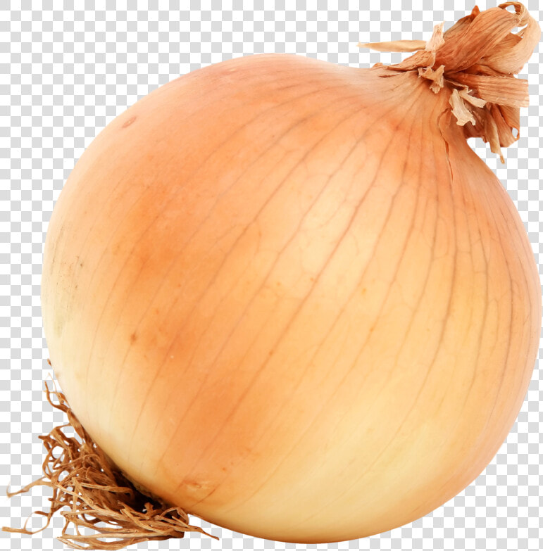 Brown Onion Png Image   Onion Png  Transparent PngTransparent PNG