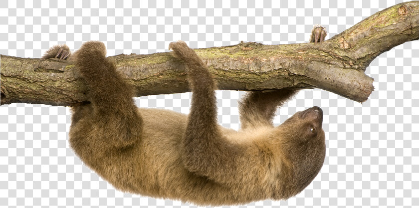 Linnaeus S Two Toed Sloth Hoffmann S Two Toed Sloth   Sloth Png  Transparent PngTransparent PNG