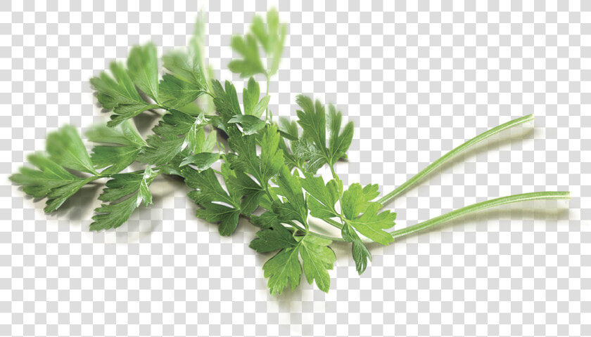 Coriander  HD Png DownloadTransparent PNG