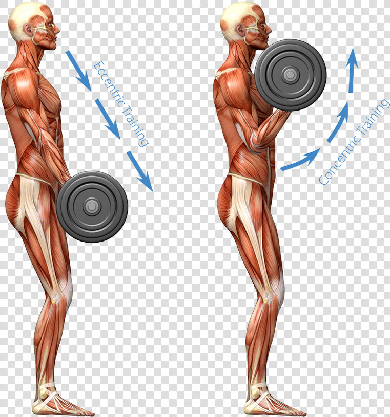 Eccentric Training Image   Muscular System Working Out  HD Png DownloadTransparent PNG