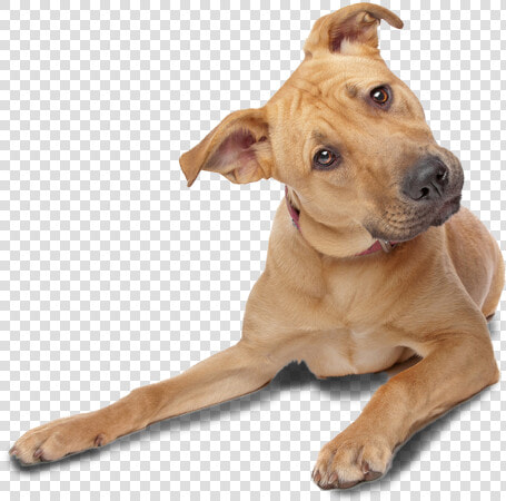 Dog Tilting Head Png  Transparent PngTransparent PNG