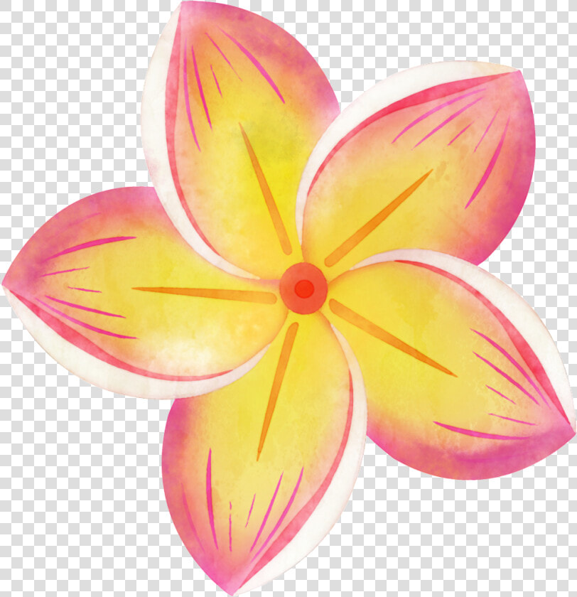 Hand Painted Colorful Plumeria Png Transparent   Tropical Flower Clipart  Png DownloadTransparent PNG