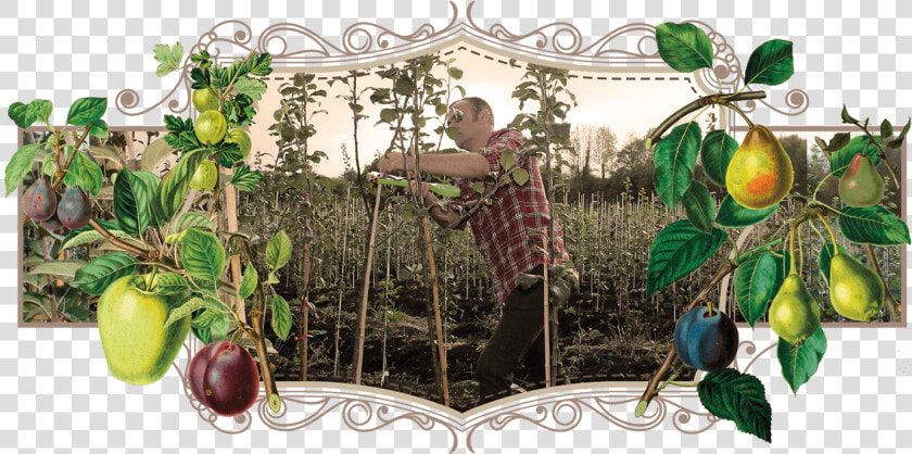 Danny Pruning At The Heritage Fruit Tree Nursery   Citron  HD Png DownloadTransparent PNG