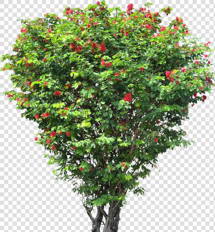 Tree Shrub Download Hd Png Clipart   Small Flower Tree Png  Transparent PngTransparent PNG