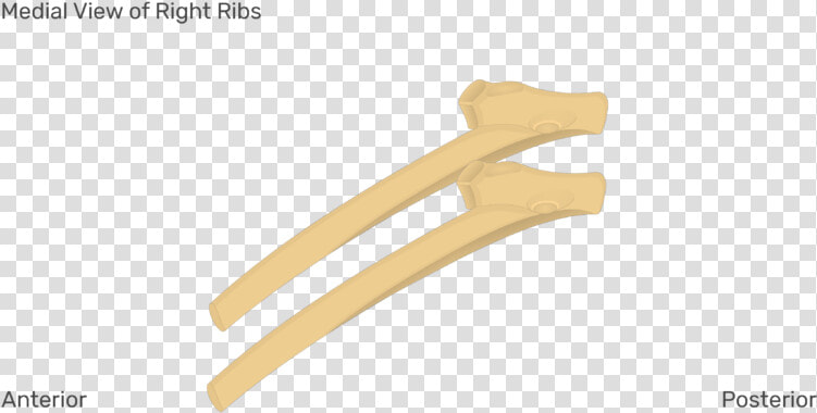 Medial View Of The Right Ribs   Rib Get Body Smart  HD Png DownloadTransparent PNG