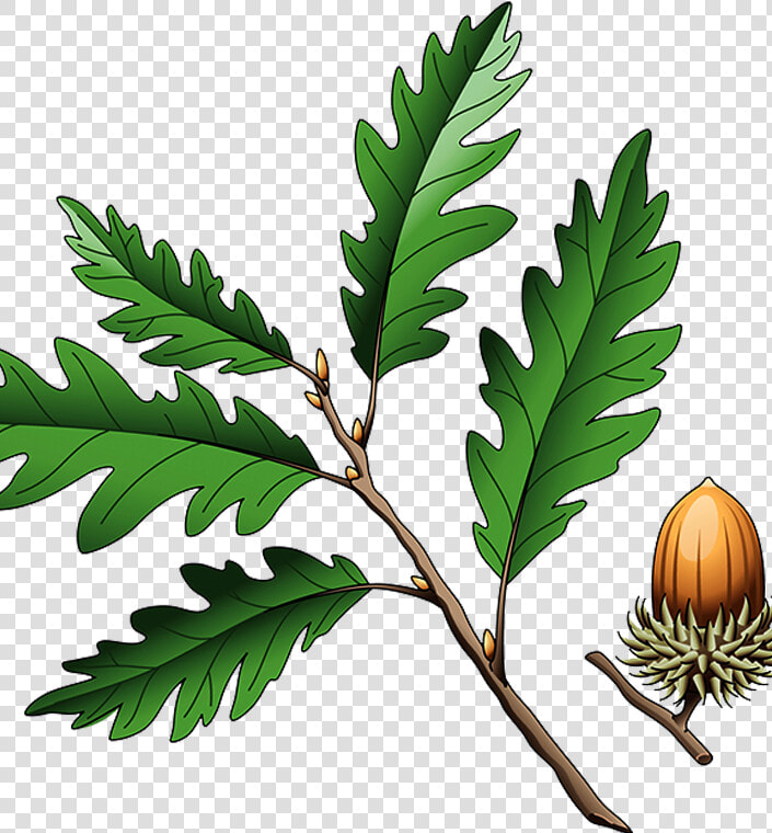 Southern Live Oak Quercus Coccinea Quercus Cerris Illustration   Oak  HD Png DownloadTransparent PNG