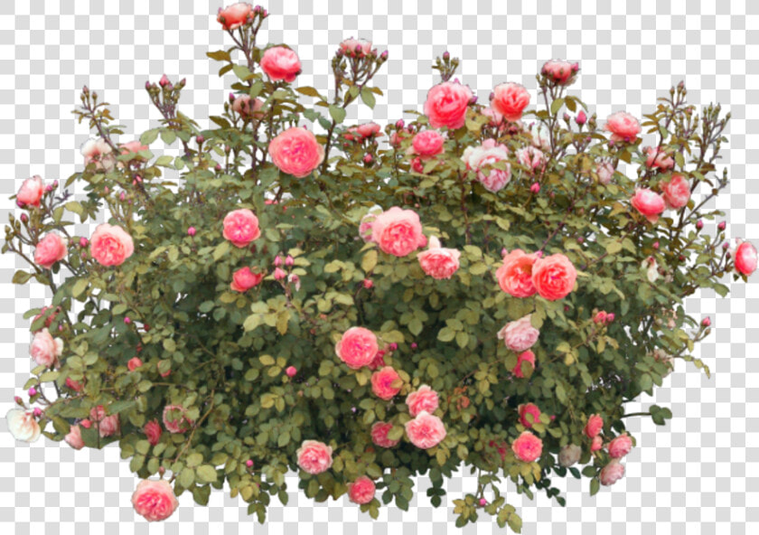  flower  flowers  roses  redroses  nature  vase  tree   Rose Flower Tree Png  Transparent PngTransparent PNG