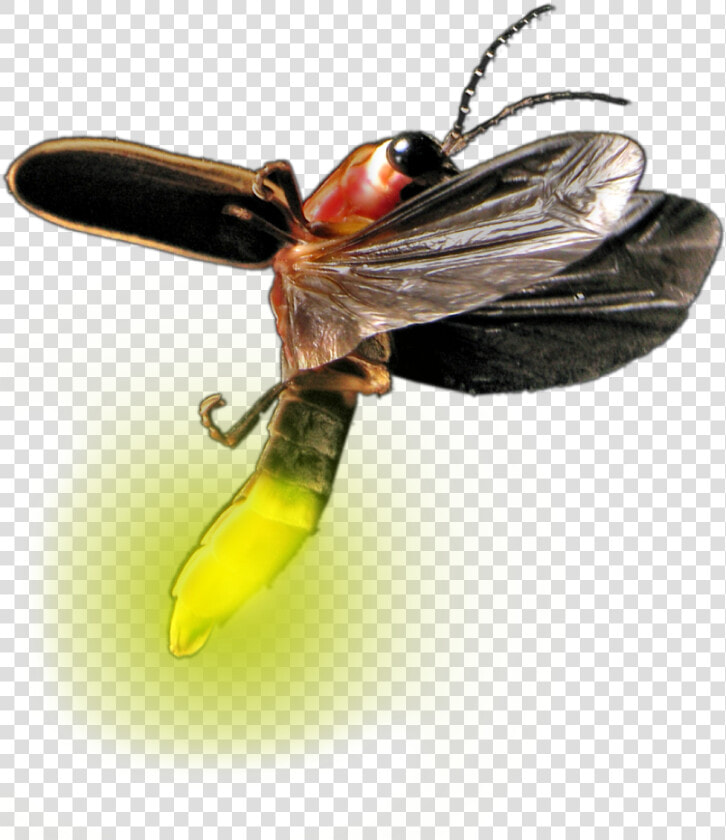 Transparent Firefly Bug Clipart   Firefly Insect Png Transparent  Png DownloadTransparent PNG