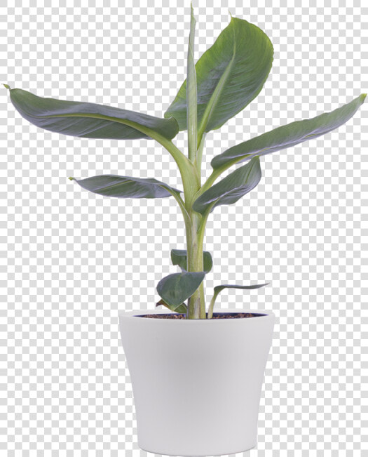 Houseplant  HD Png DownloadTransparent PNG