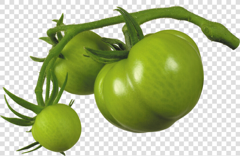 Green Tomato Png   Green Tomato Transparent Background  Png DownloadTransparent PNG