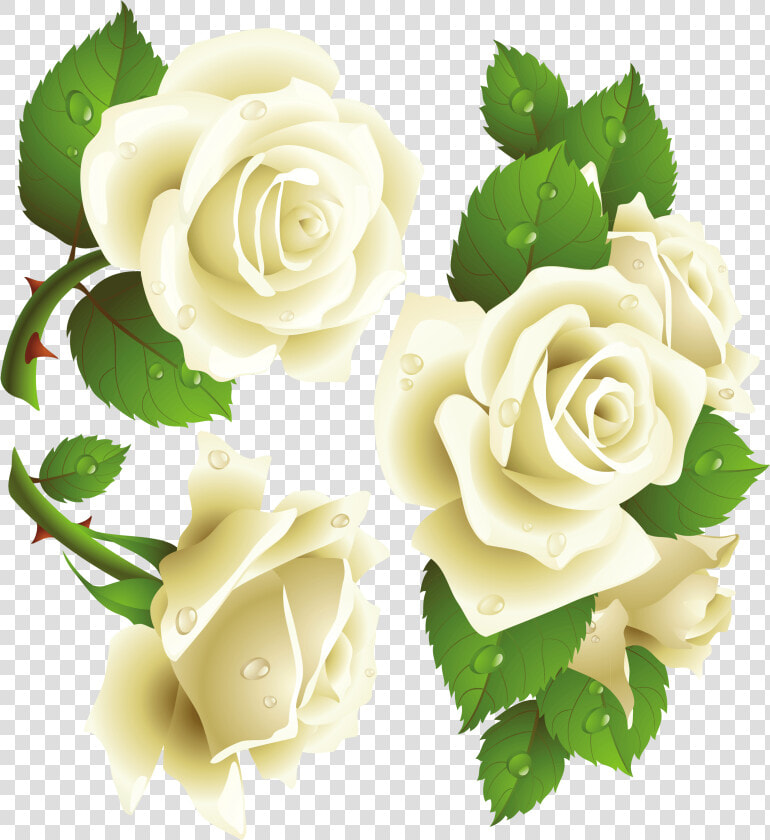 Rosas Blancas  HD Png DownloadTransparent PNG