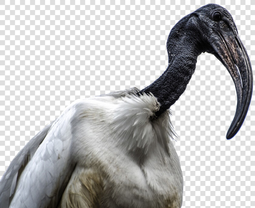 Ibis Bird Png Transparent  Png DownloadTransparent PNG