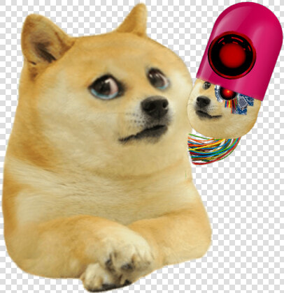 Lil Bro Doge  HD Png DownloadTransparent PNG