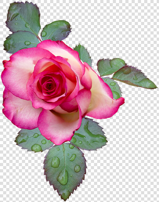 Cool Flowers Gift Gif 33 In Flower Emoji Meaning For   Flores De 2 Colores Png  Transparent PngTransparent PNG