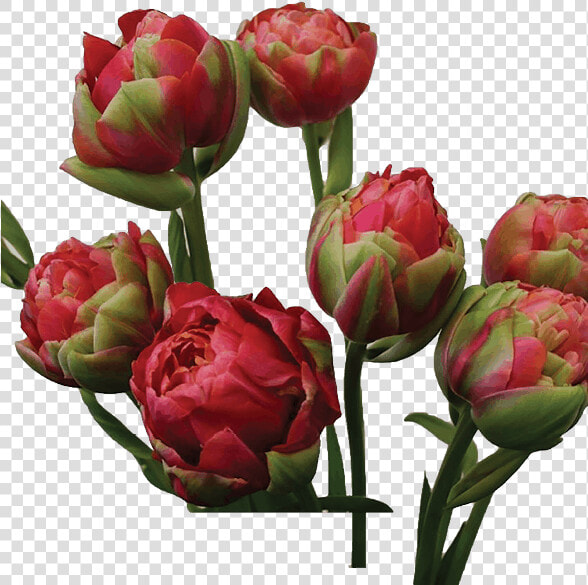 Protea  HD Png DownloadTransparent PNG