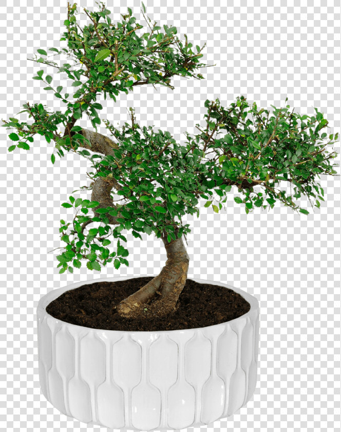 Bonsai Tree Aldi  HD Png DownloadTransparent PNG