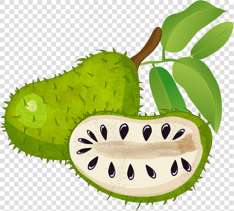 Clipartlord Com Exclusive Soursop Is A Tropical Fruit   Soursop Clipart  HD Png DownloadTransparent PNG