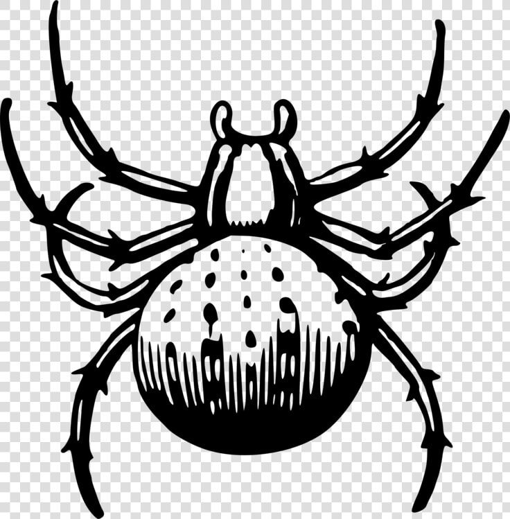 Decapoda widow Spider invertebrate   Spider Man Web Drawing Black  HD Png DownloadTransparent PNG