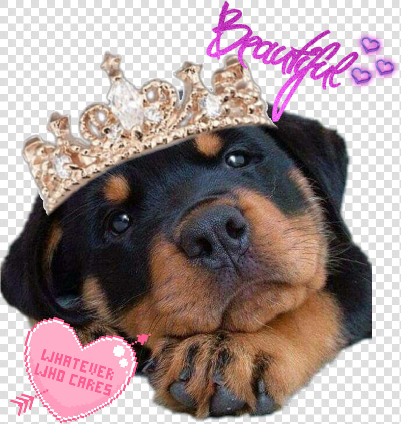  suchacutie  favdog  rottie  rottweiler  beautiful   Baby Anne Bottom Heavy  HD Png DownloadTransparent PNG