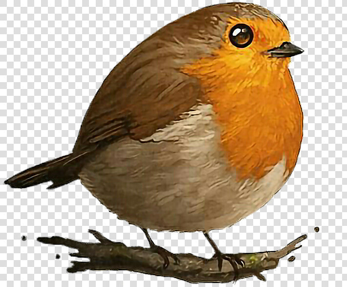  bird  cutelittlebirds  cutelittleanimals  animals   Cute Drawing Robin Bird  HD Png DownloadTransparent PNG