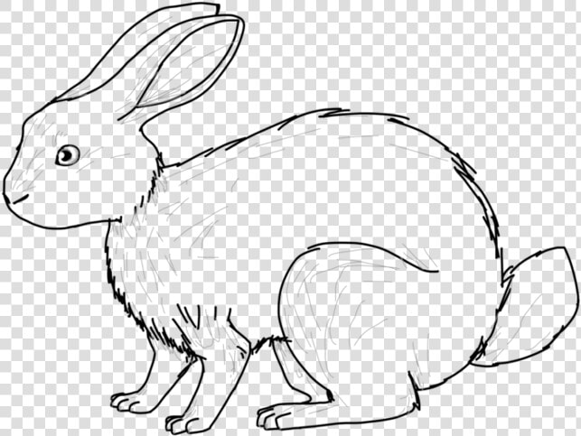 Hare Drawing Huge Freebie Download For Powerpoint   Domestic Rabbit  HD Png DownloadTransparent PNG