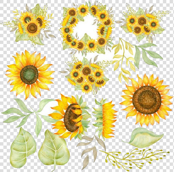 Sunflower Free Clipart Ideas On Images Transparent   Watercolor Sunflower Clipart  HD Png DownloadTransparent PNG