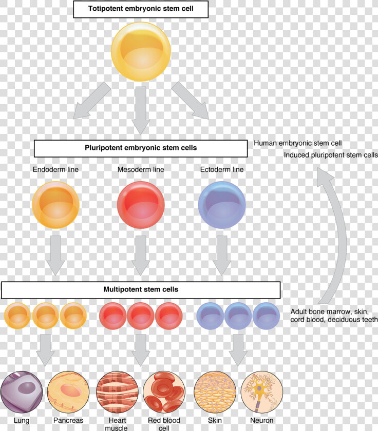 422 Feature Stem Cell New   Stem Cell Differentiation  HD Png DownloadTransparent PNG