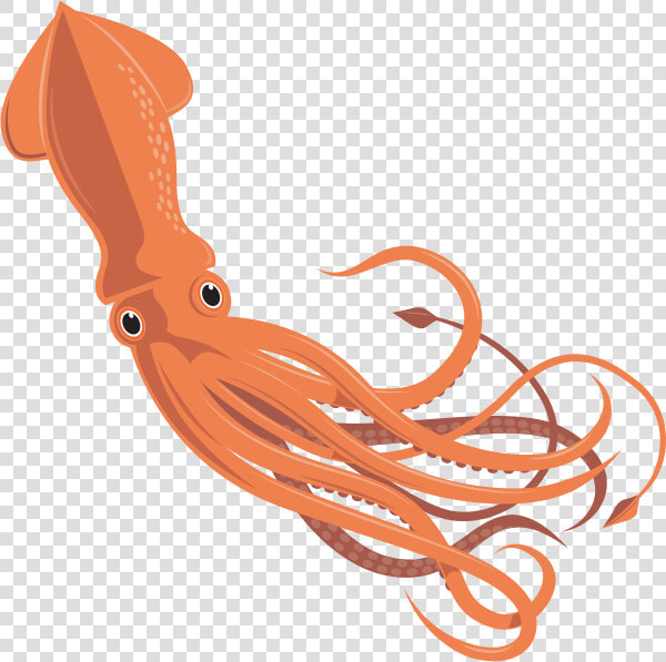 Squid Vector   Moluscos Con Concha Interna  HD Png DownloadTransparent PNG