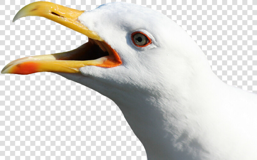 Download Gull Bird Png Transparent Images Transparent   Seagull Head No Background  Png DownloadTransparent PNG