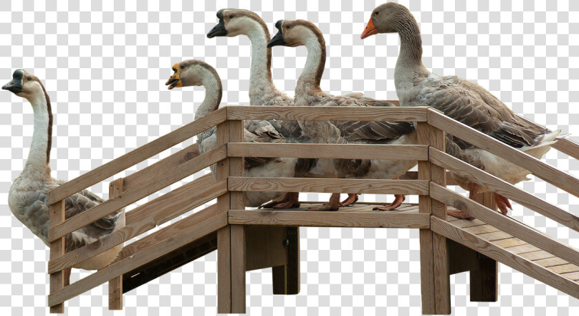 Geese Goose Stairs Stairs Free Photo   Gänsetreppe  HD Png DownloadTransparent PNG