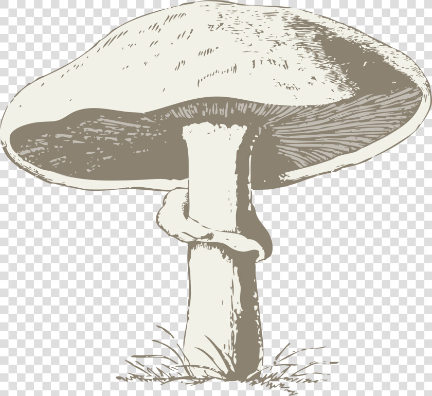 Mushroom Poisonous Toxic Free Picture   Transparent Mushroom Line Art  HD Png DownloadTransparent PNG