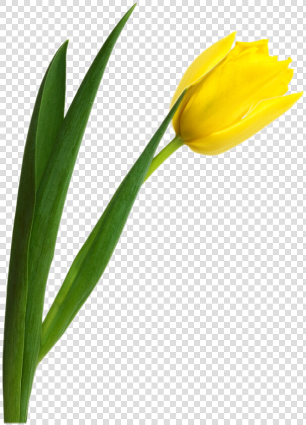 Tulip Png Image   Yellow Tulip Png  Transparent PngTransparent PNG