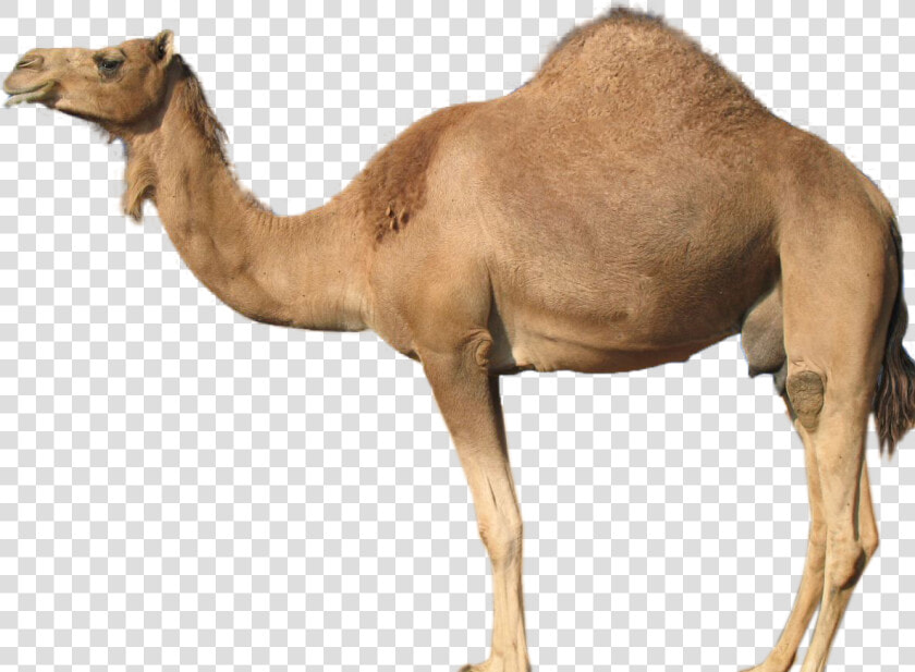 Guess The Animal Camel   Png Download   Customized Applications For Mobile Networks Enhanced  Transparent PngTransparent PNG