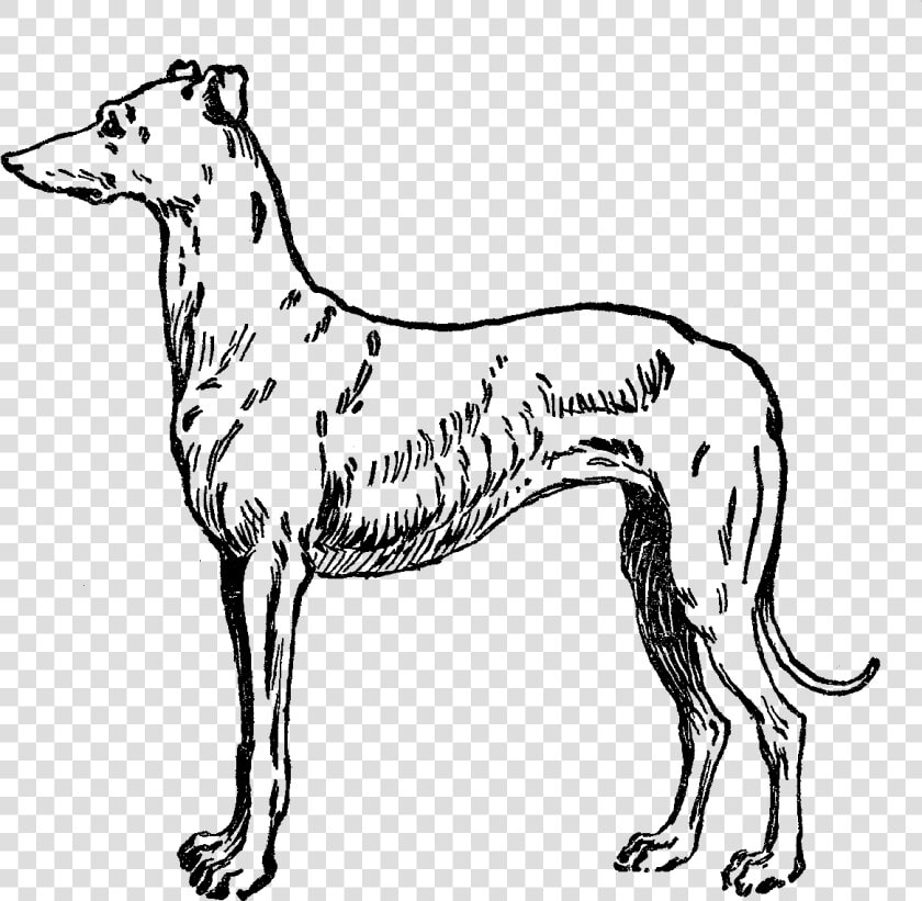 Whippet Italian Greyhound Galgo Espaxf1ol Dog Breed   Greyhound  HD Png DownloadTransparent PNG