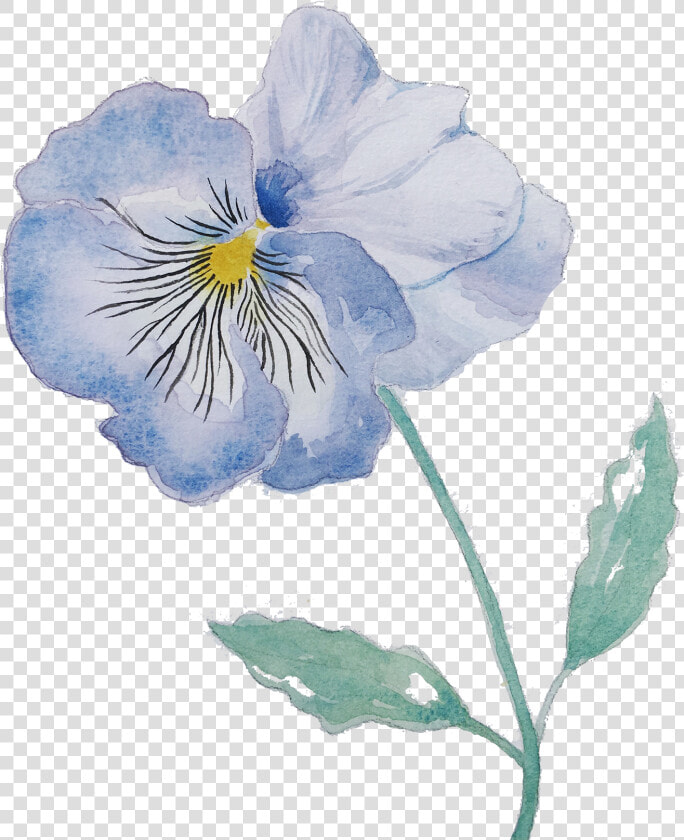 Pansy  HD Png DownloadTransparent PNG