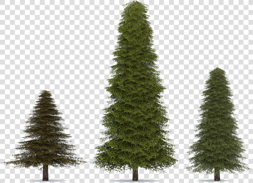 Fir Spruce Pine Tree   Transparent Png Pine Tree  Png DownloadTransparent PNG