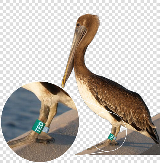 Banded Pelican  HD Png DownloadTransparent PNG