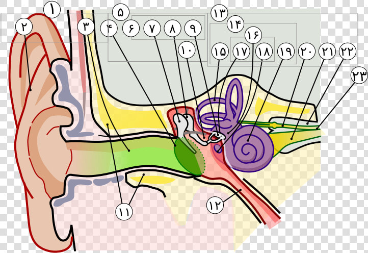 Anatomy Of The Human Ear In Farsi Numbers   Parts Of The Ear Clipart  HD Png DownloadTransparent PNG