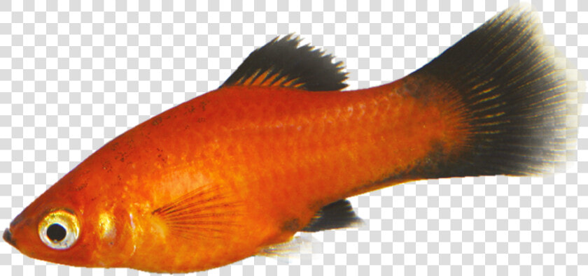 Tropical Fish   Goldfish   Goldfish  HD Png DownloadTransparent PNG