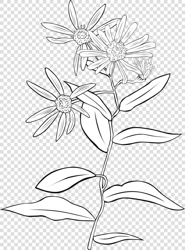 Aster Png  Transparent PngTransparent PNG